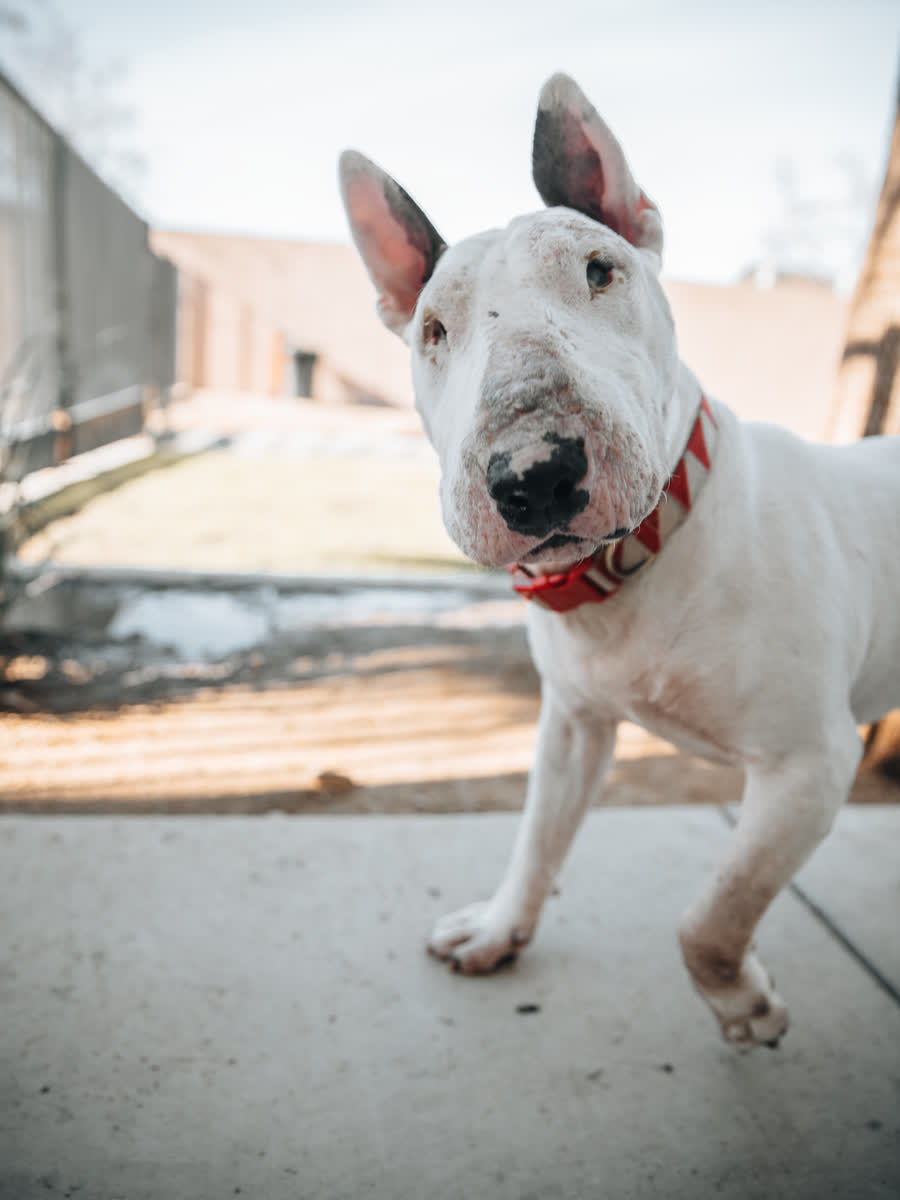 White bull terrier in a red collar standing on concrete outside the kennels